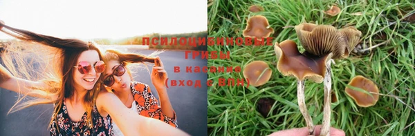 стафф Вязьма